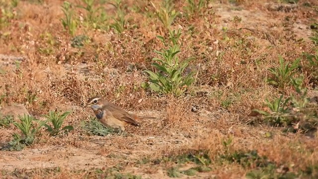 藍喉鴝 - ML307428641