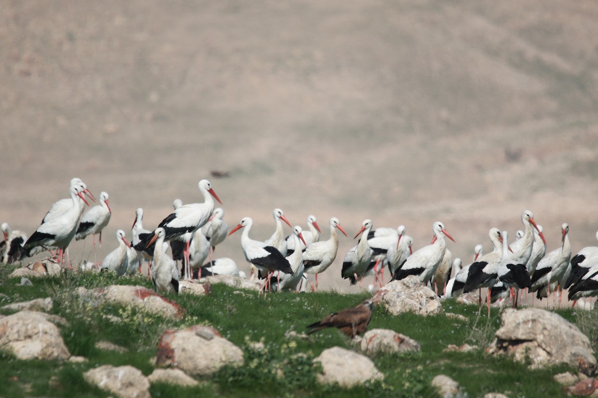 White Stork - ML307429041