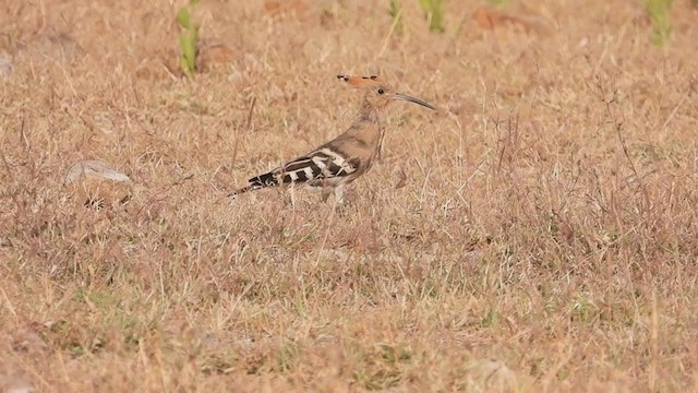 Eurasian Hoopoe - ML307429541