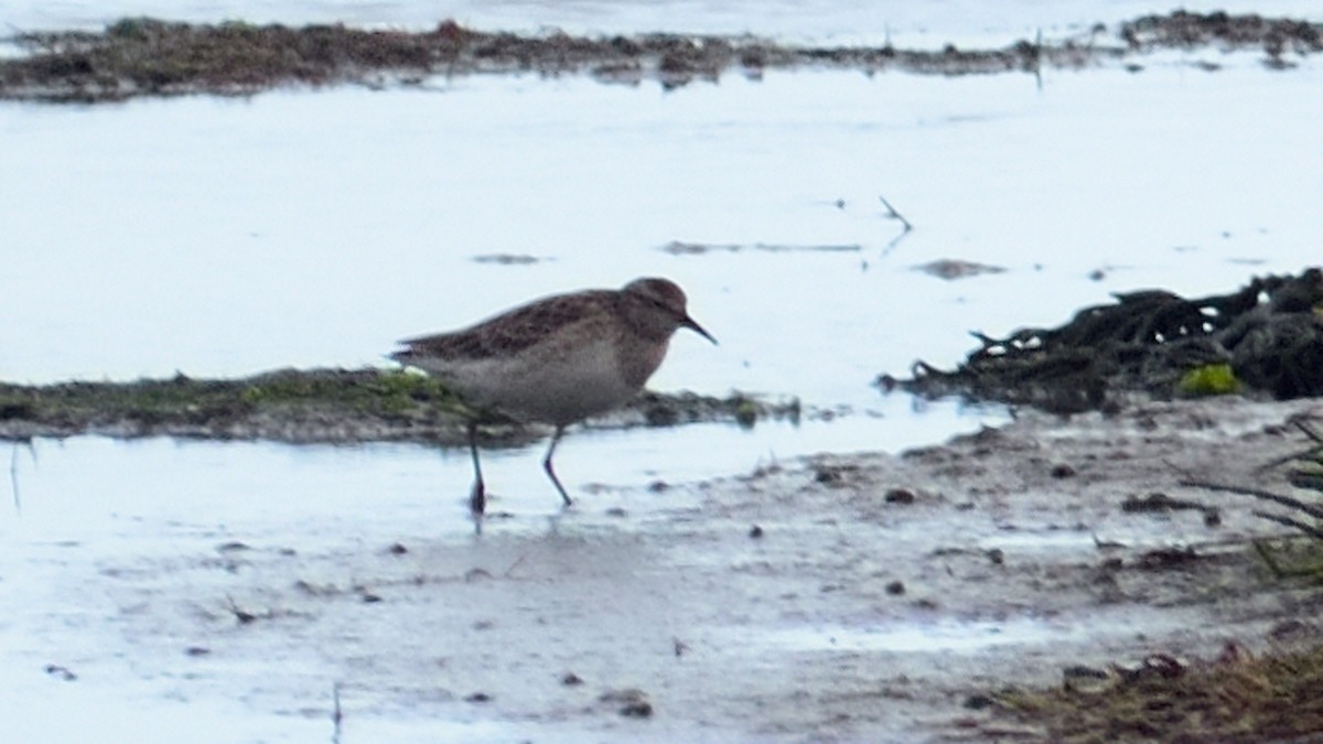 Sharp-tailed Sandpiper - ML307429551