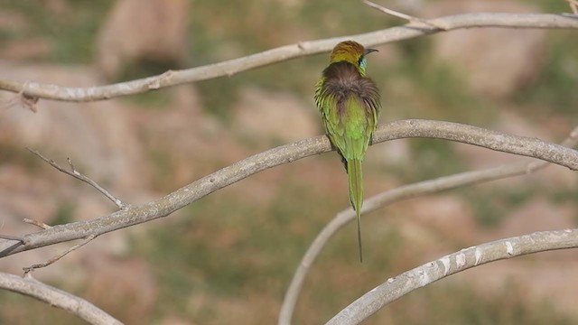 Asian Green Bee-eater - ML307430461