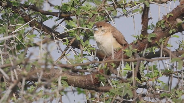 白喉文鳥 - ML307430801