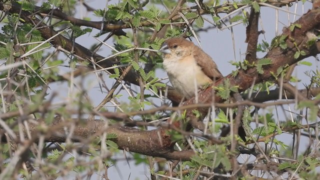 Indian Silverbill - ML307430801