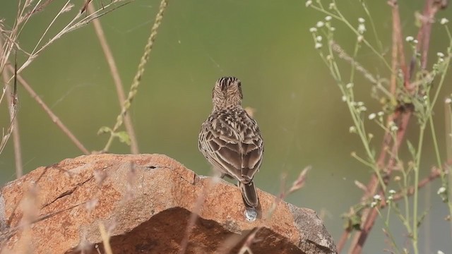 デカンカンムリヒバリ - ML307430901