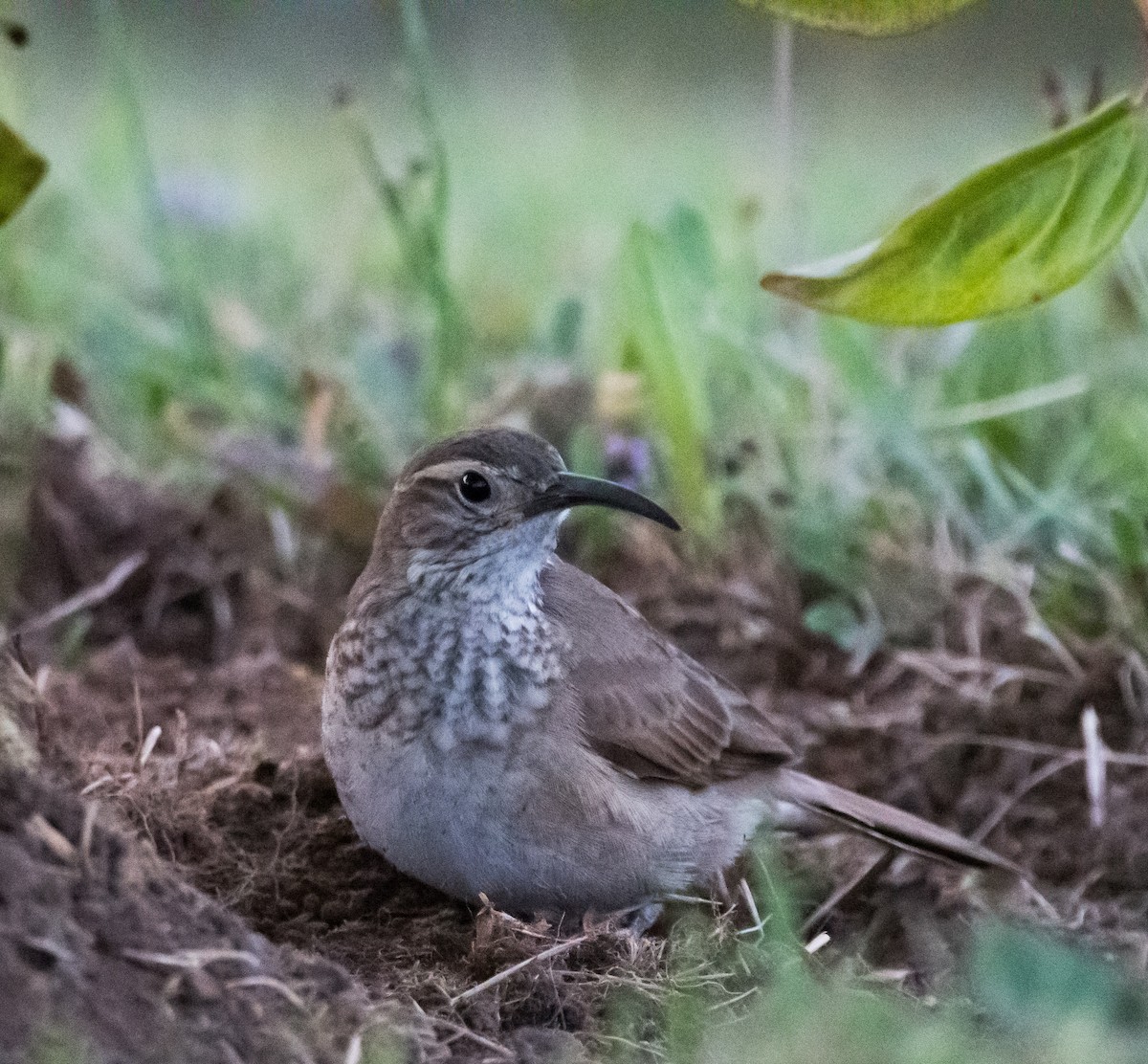 Bandurrita Saturada - ML307431101