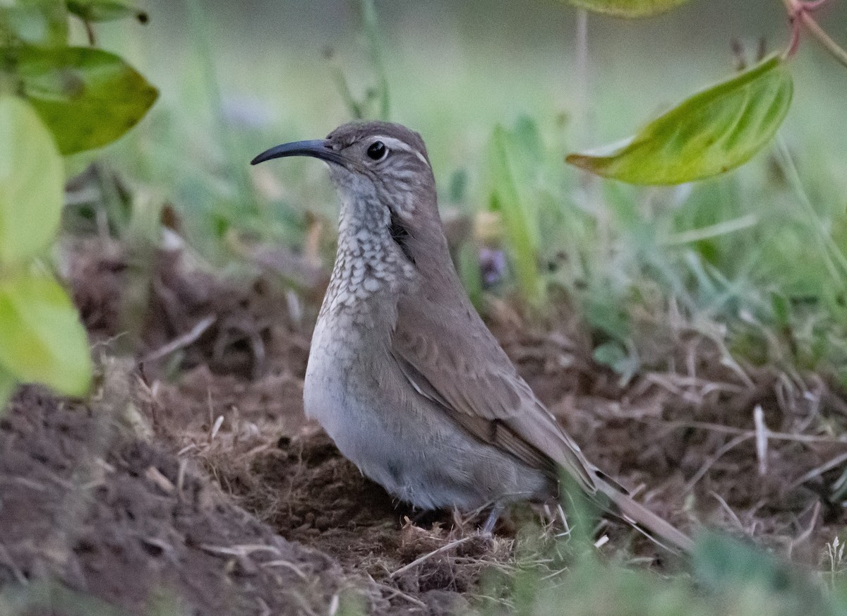 Patagonian Forest Earthcreeper - Marcelo Nuñez