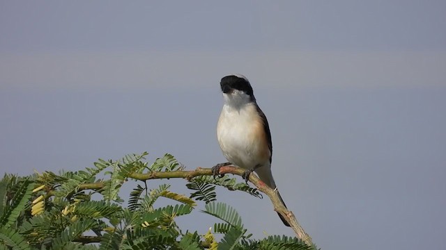 Long-tailed Shrike - ML307431541