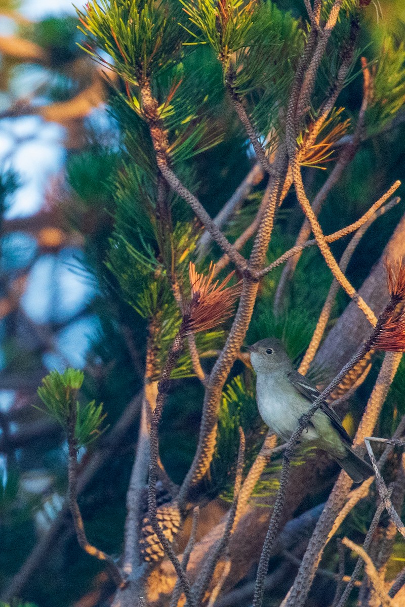 White-crested Elaenia - ML307431941