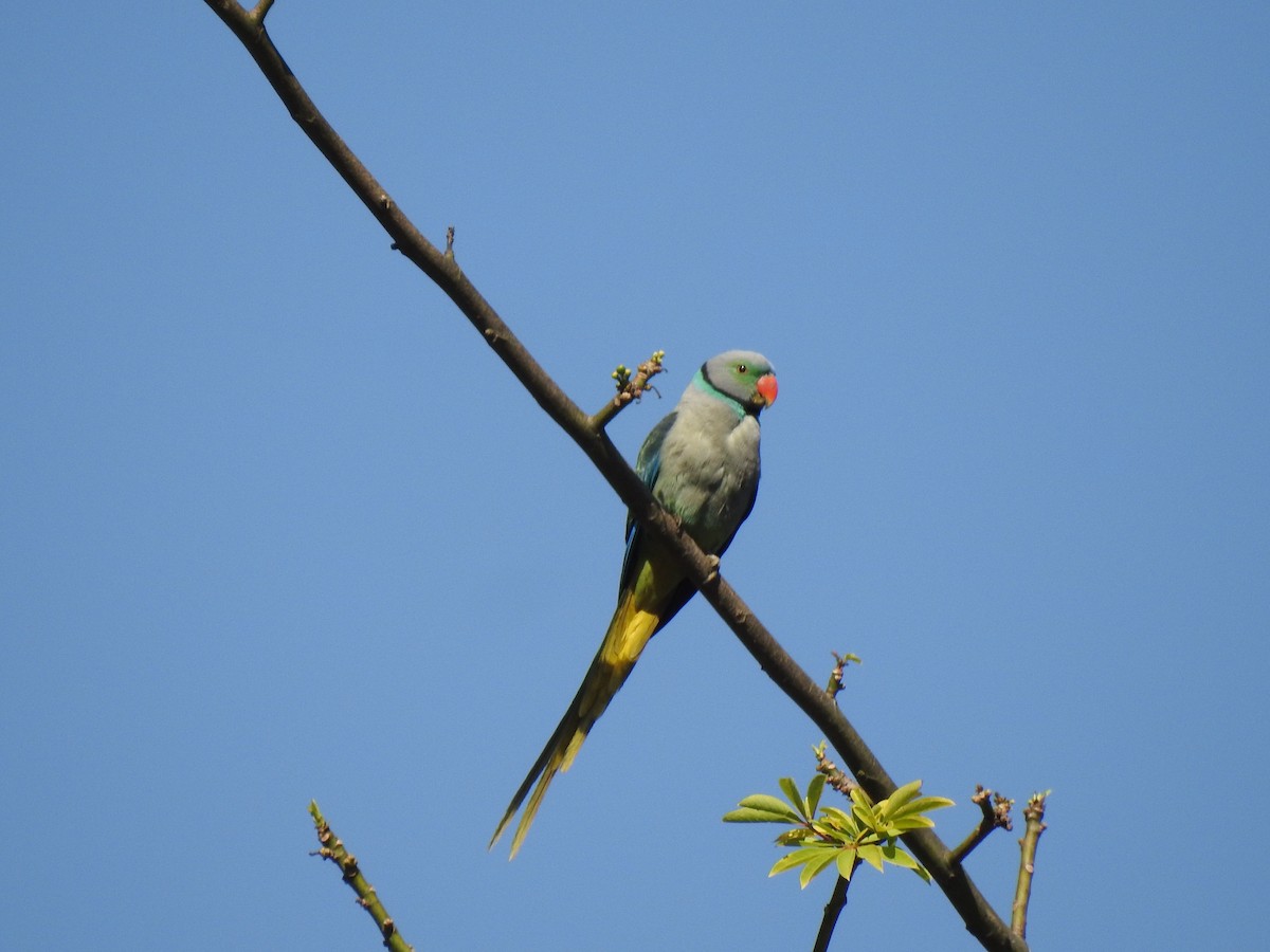 Malabar Yeşil Papağanı - ML307432061