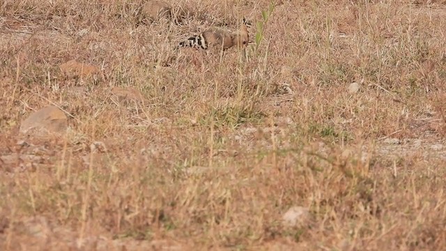 Eurasian Hoopoe - ML307432101