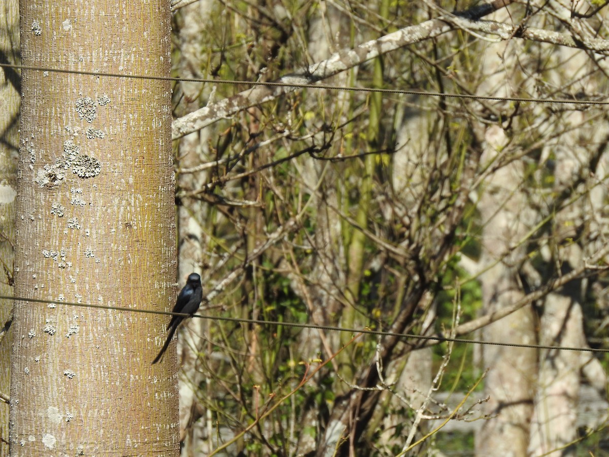 Ashy Drongo - ML307432501