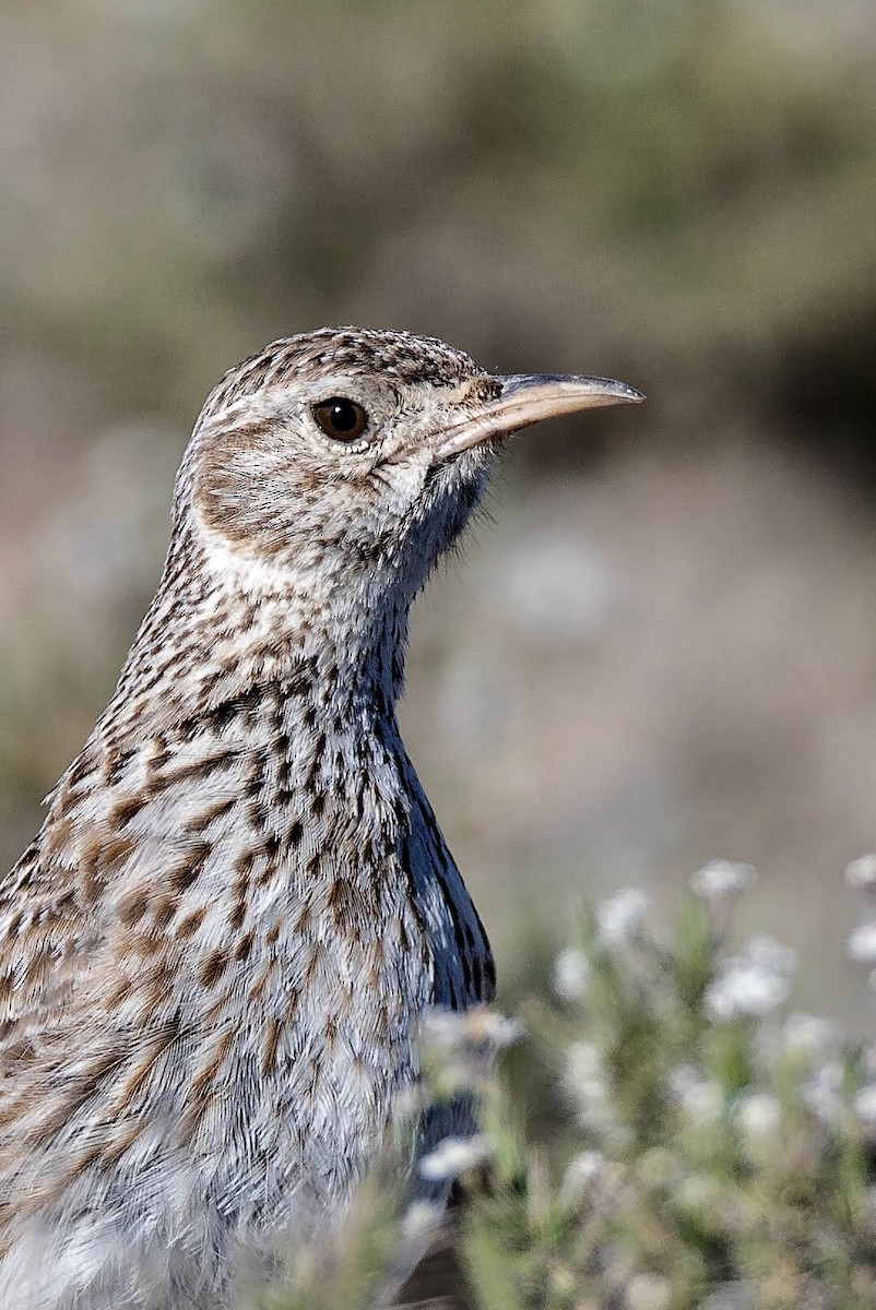 Dupont's Lark - Ricardo Rodríguez