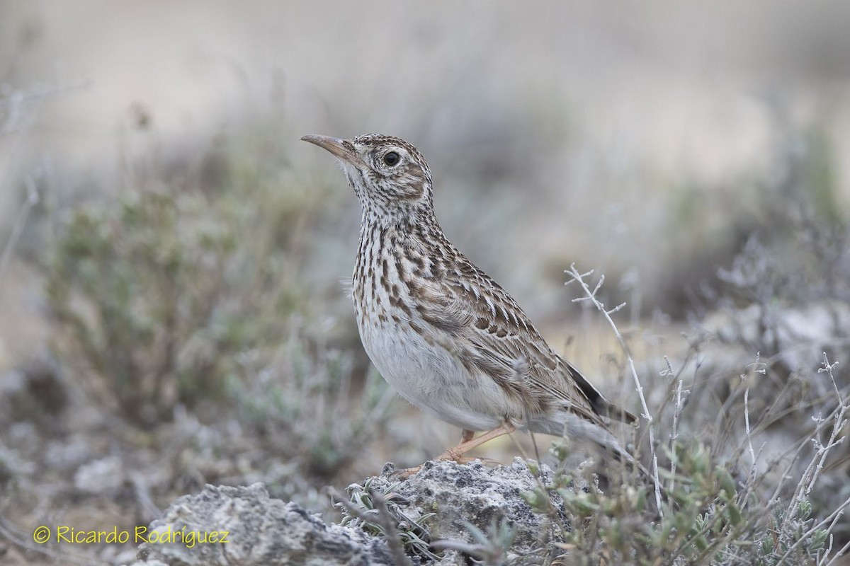 Dupont's Lark - Ricardo Rodríguez