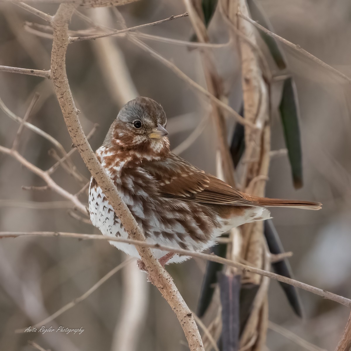 Fox Sparrow - ML307433901