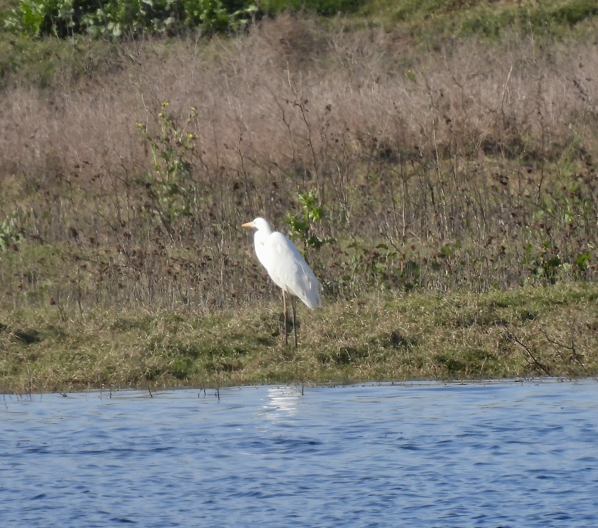 Aigrette garzette - ML307435281