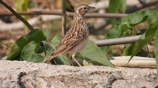 Indian Bushlark - ML307435301