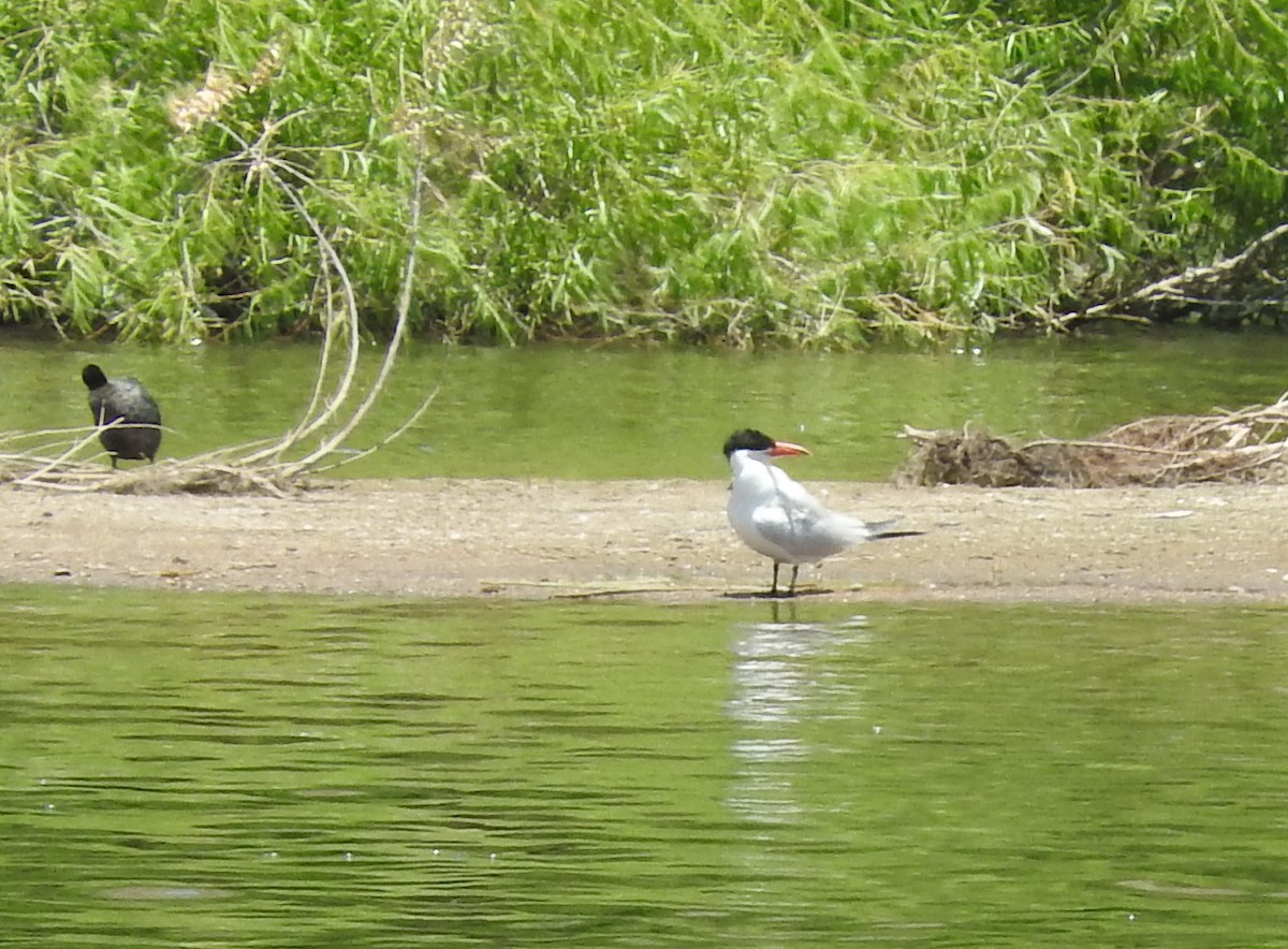 Caspian Tern - ML30743781