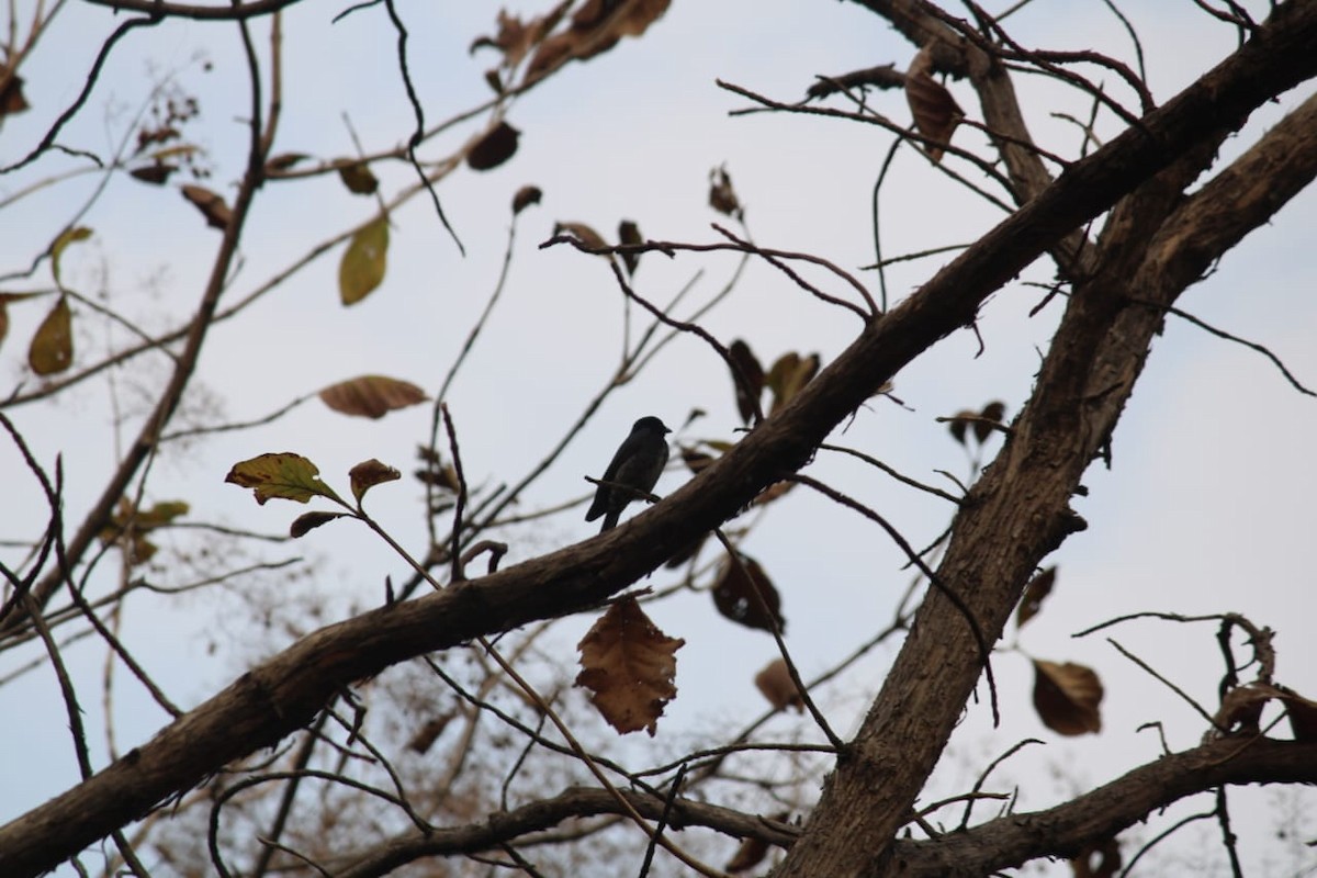 svartdrongo - ML307438141
