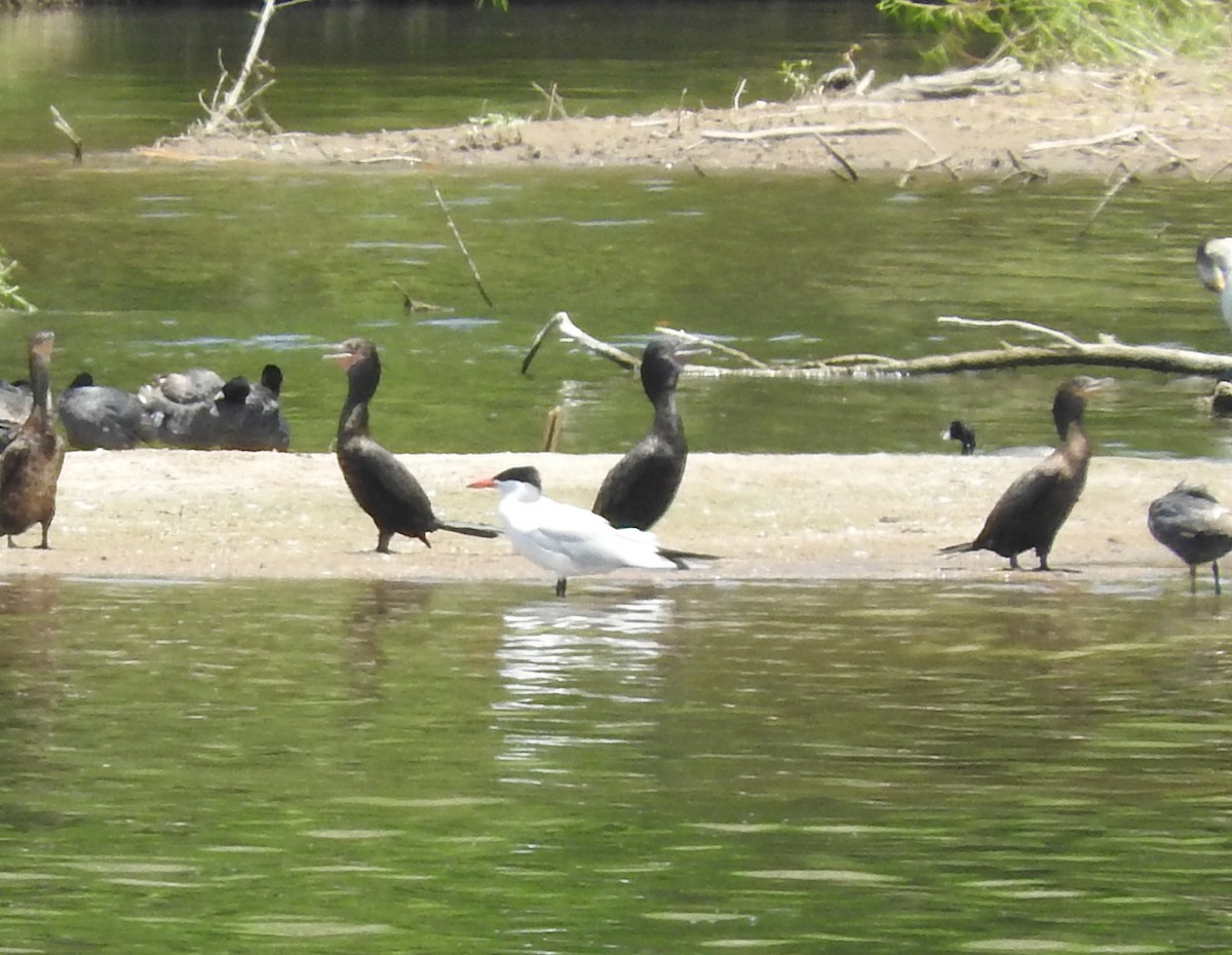 Caspian Tern - ML30743821