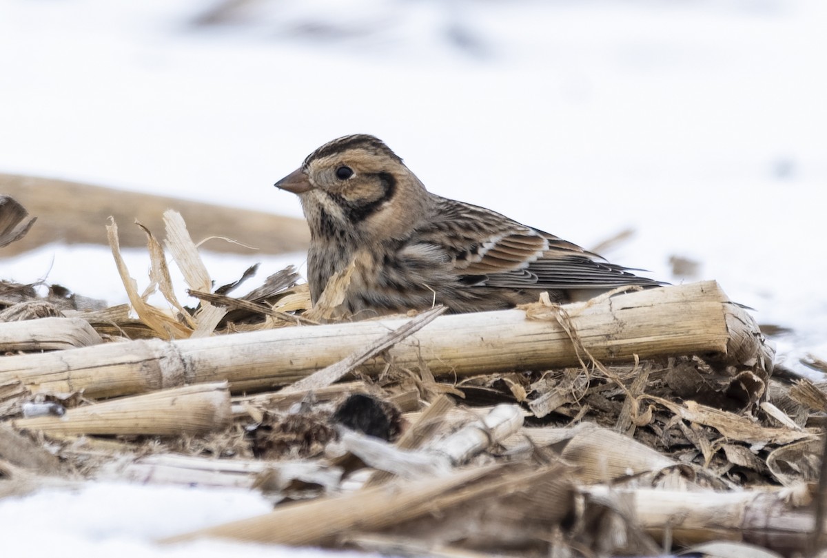 Lapland Longspur - ML307444961