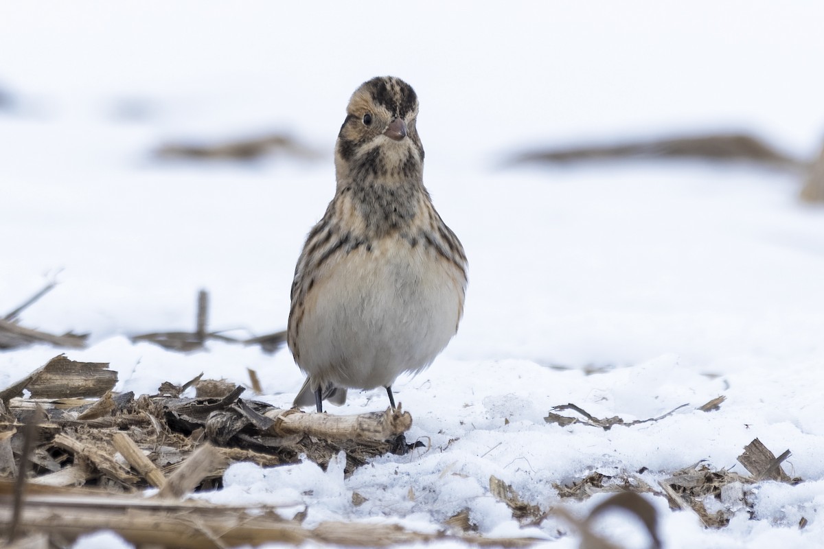 Lapland Longspur - ML307444981