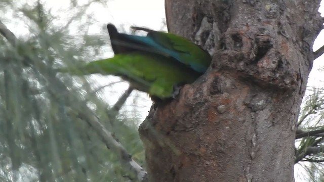 Chestnut-fronted Macaw - ML307445271