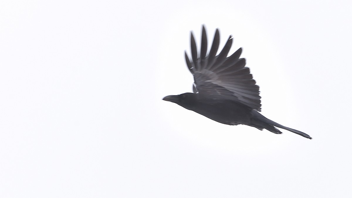 Large-billed Crow - ML307446121