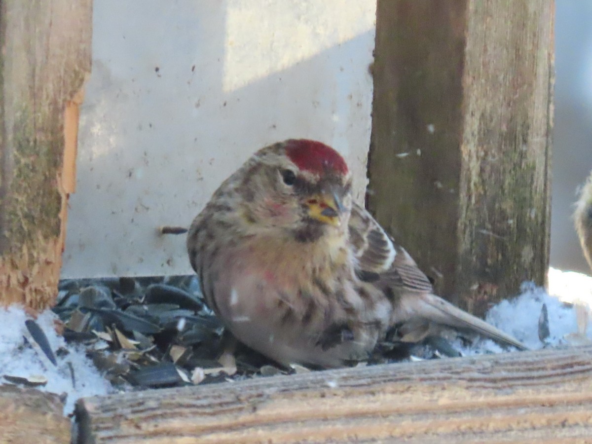 Common Redpoll - A Schenk