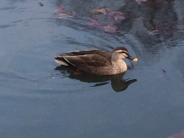 Eastern Spot-billed Duck - Tatsuya Oyama