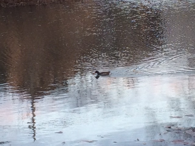 Eurasian Moorhen - Tatsuya Oyama