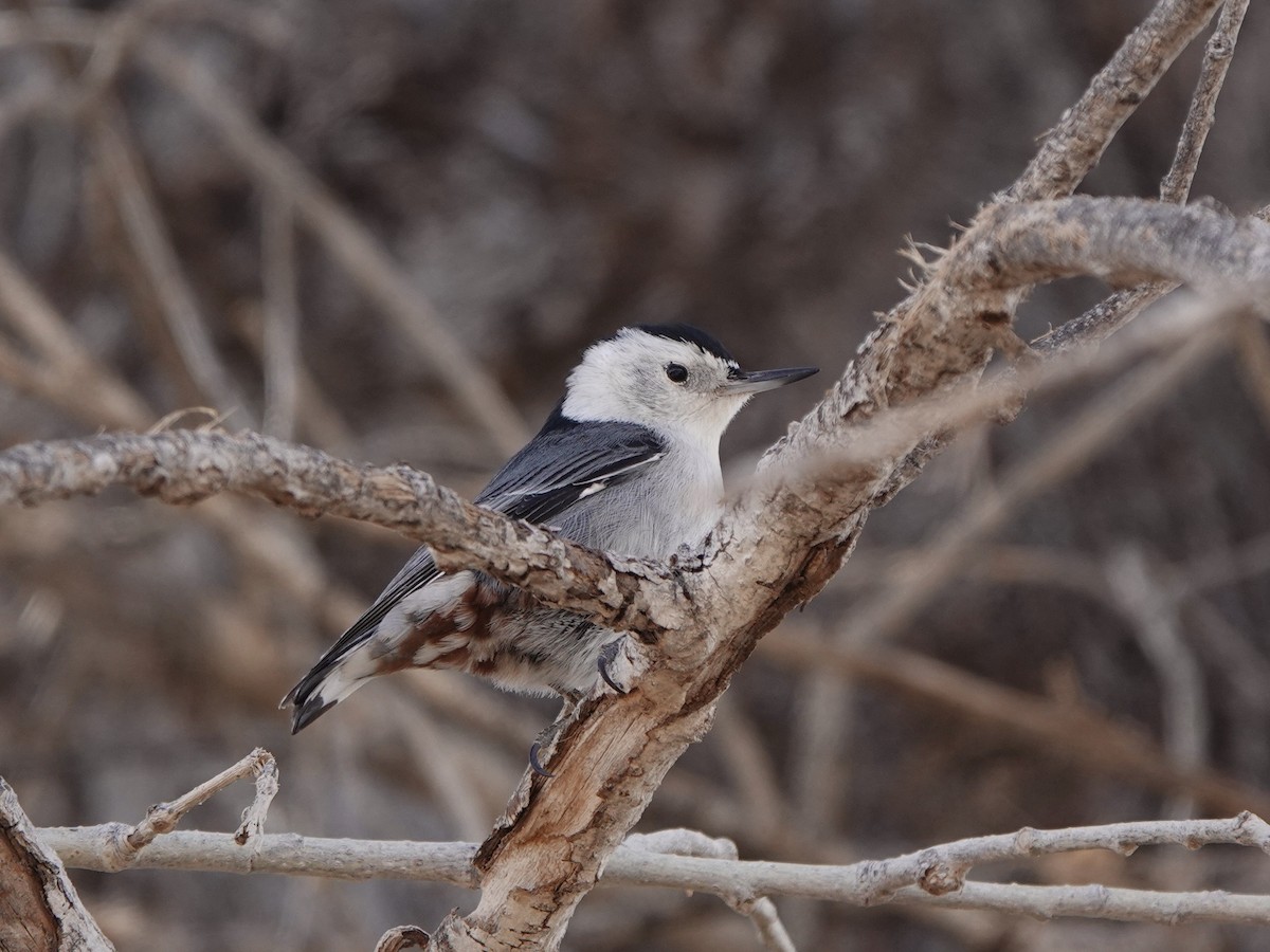 White-breasted Nuthatch - ML307450111