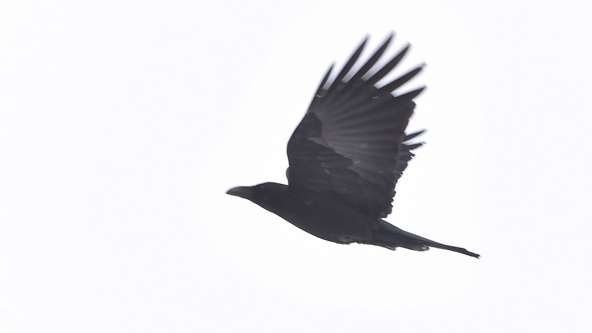 Large-billed Crow - ML307450481