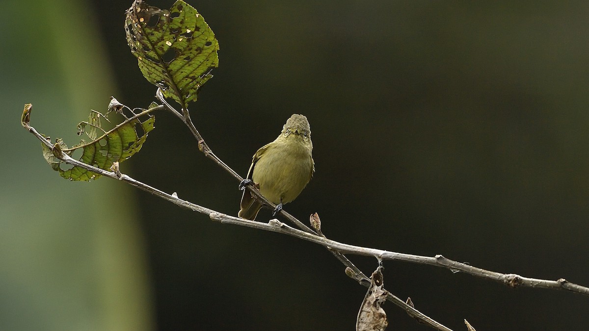 Yellow-browed Tit - ML307450651