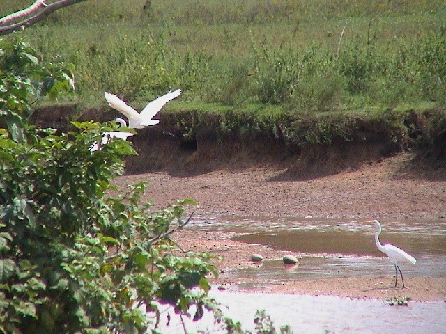 Great Egret - ML307453641