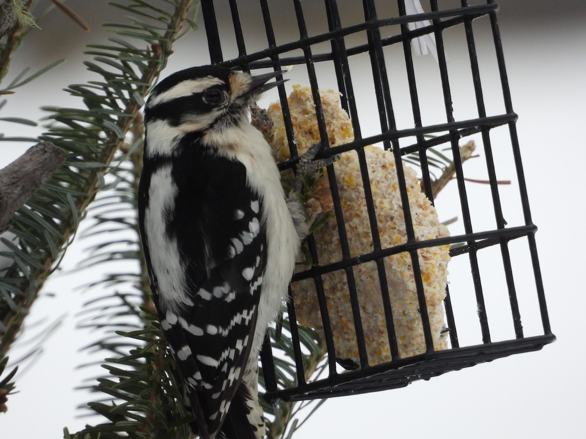 Downy Woodpecker - Eliza Nickelson