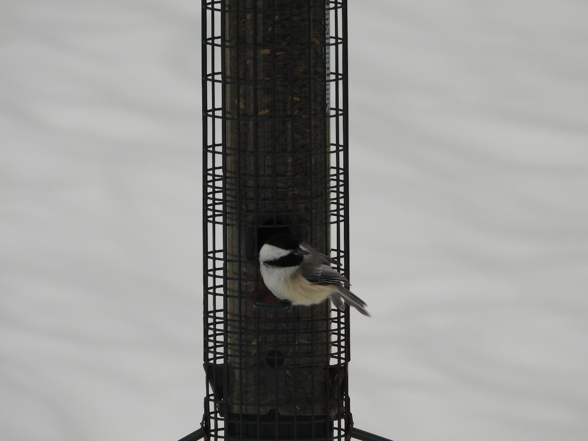 Black-capped Chickadee - ML307453851