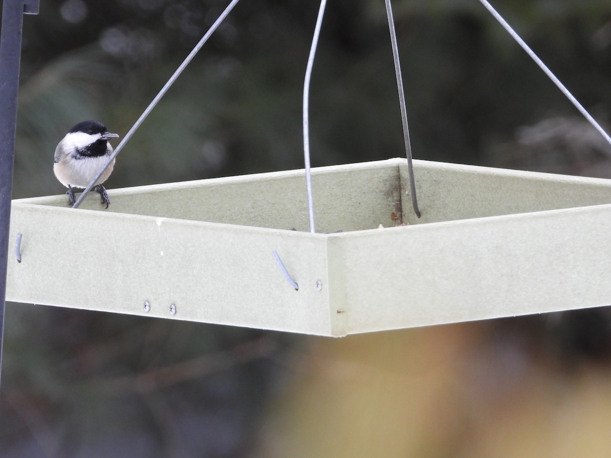 Black-capped Chickadee - ML307453861