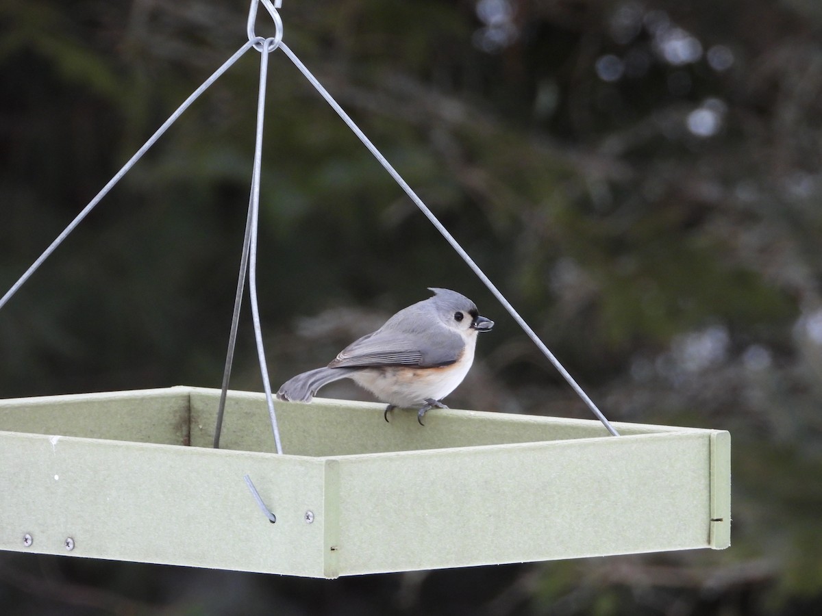 Tufted Titmouse - ML307453881