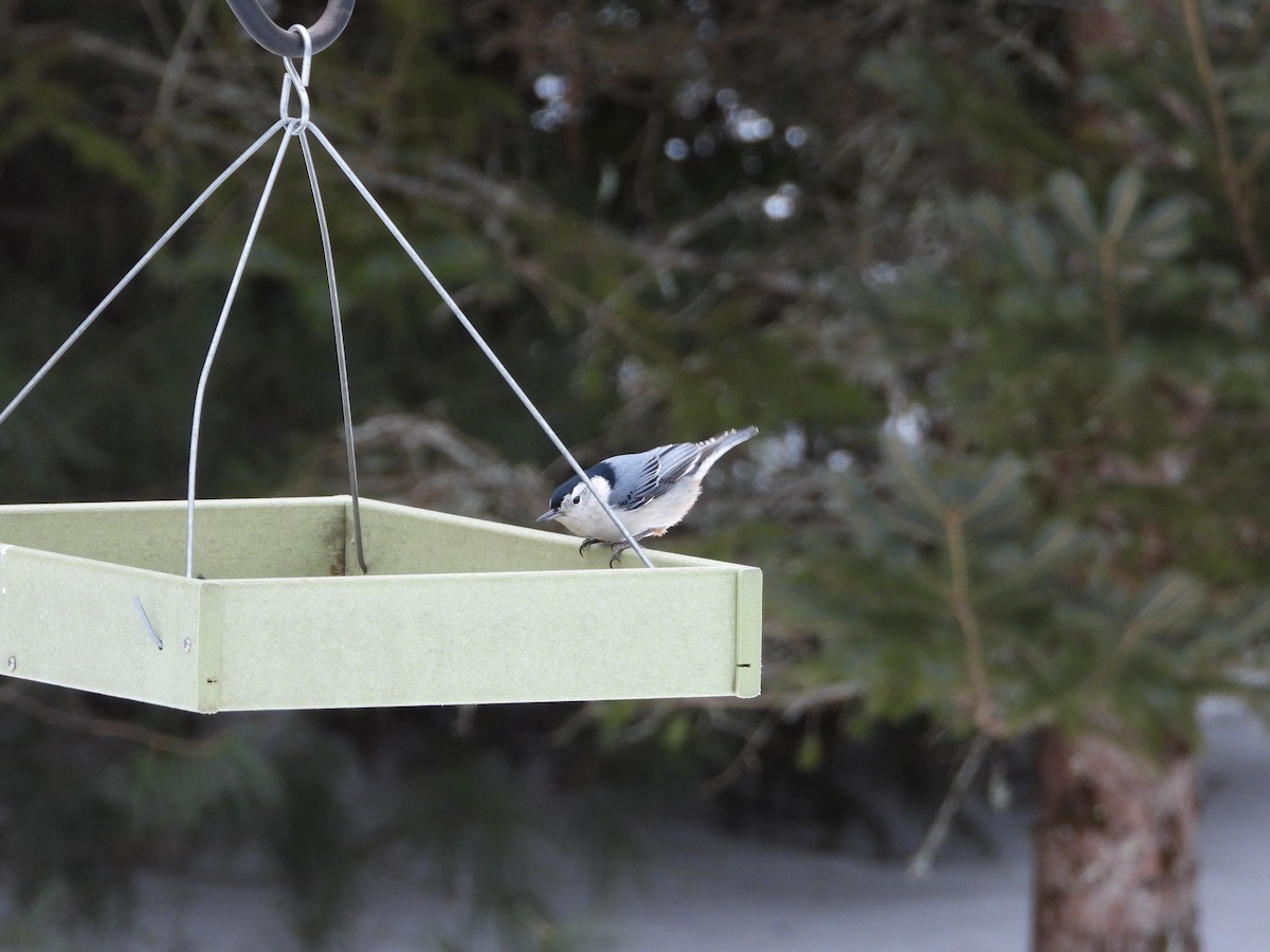 White-breasted Nuthatch - ML307453941