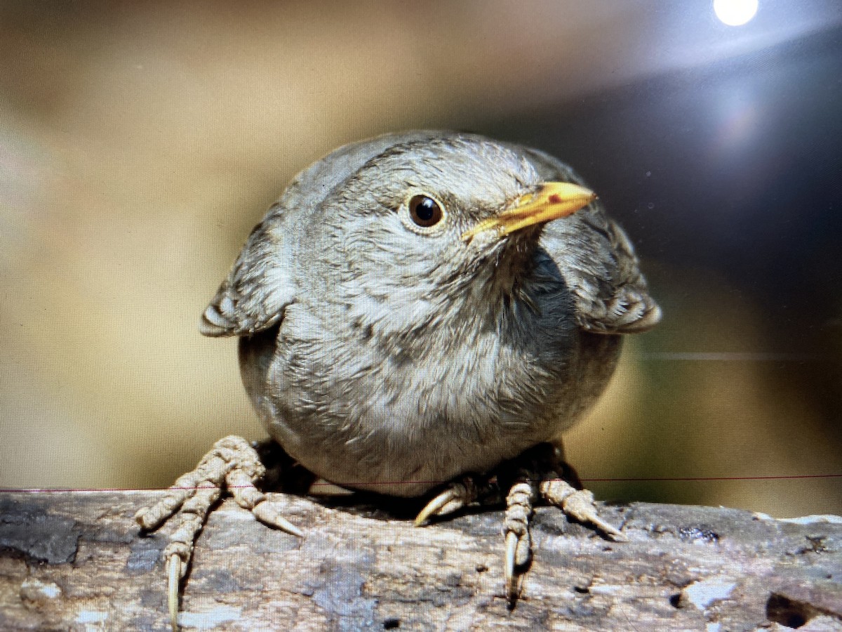 Tickell's Thrush - ML307454151