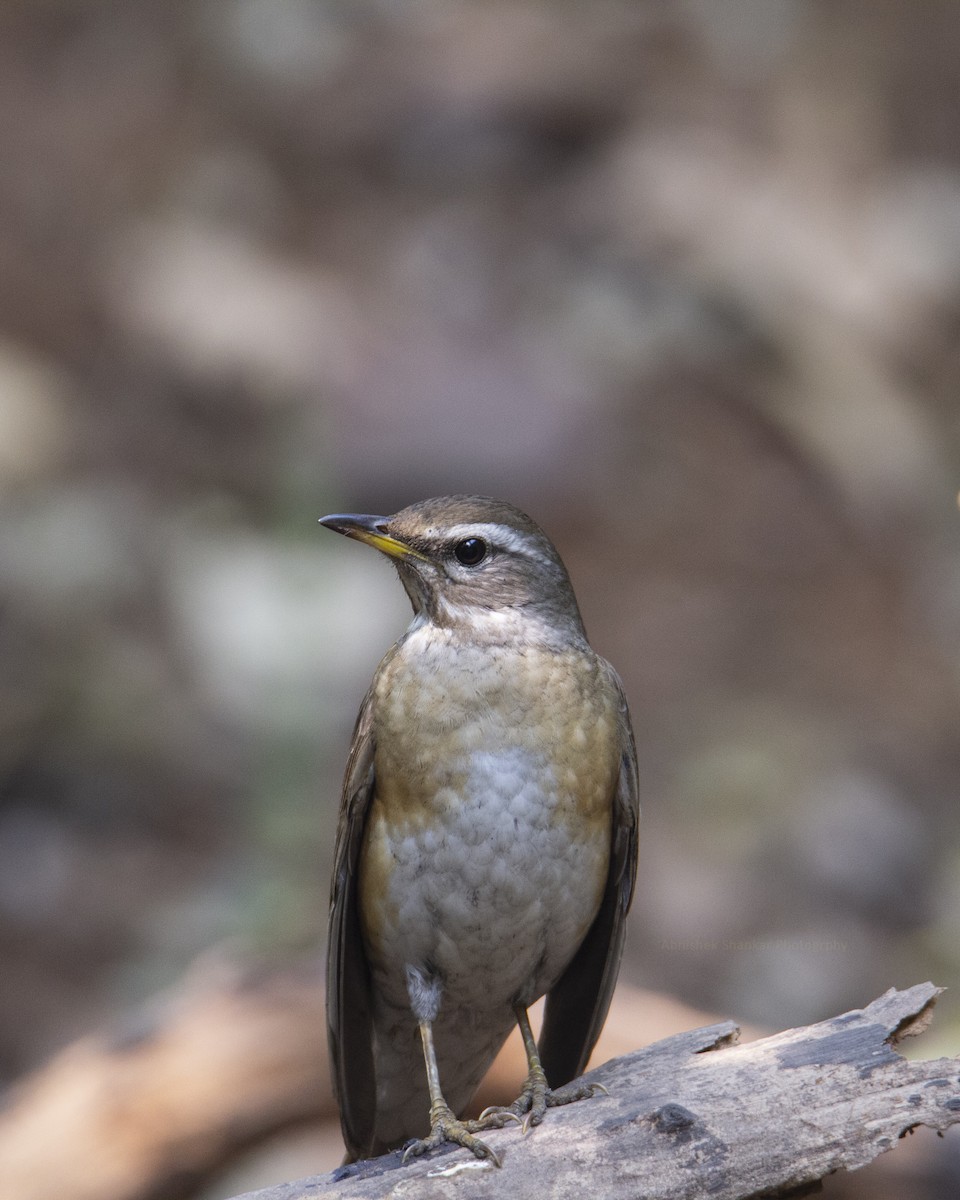 Eyebrowed Thrush - ML307454391