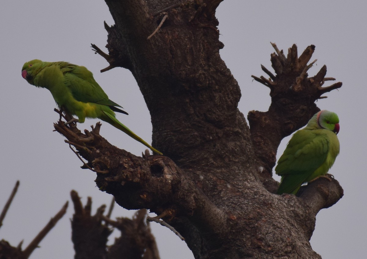 Rose-ringed Parakeet - ML307454751