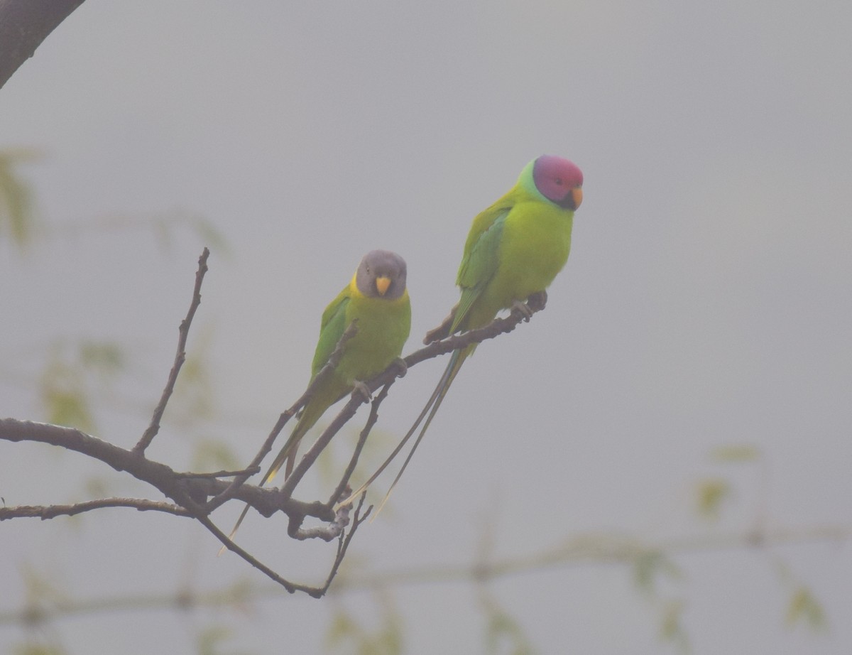 Plum-headed Parakeet - ML307454821