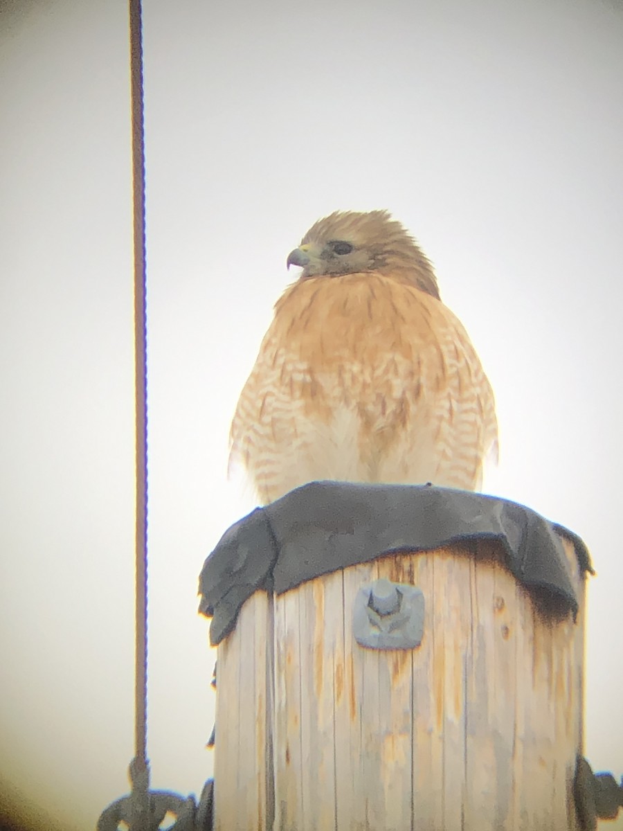 Red-shouldered Hawk - ML307455251