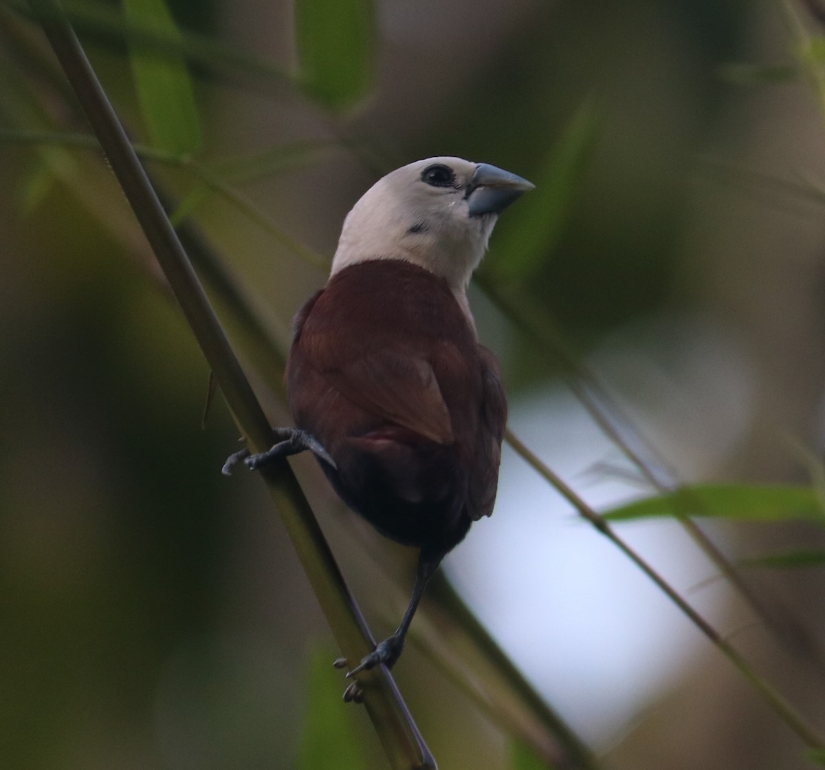 White-headed Munia - ML307456581