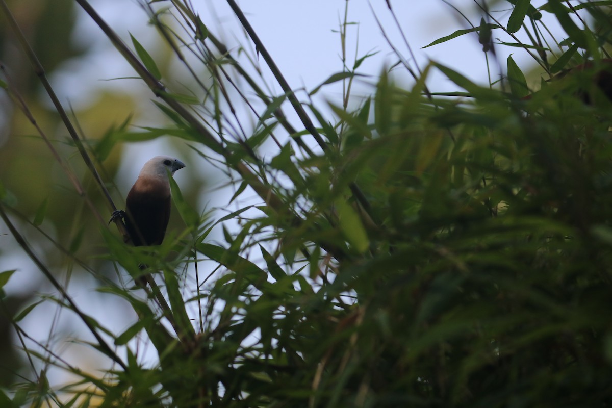 White-headed Munia - ML307456621