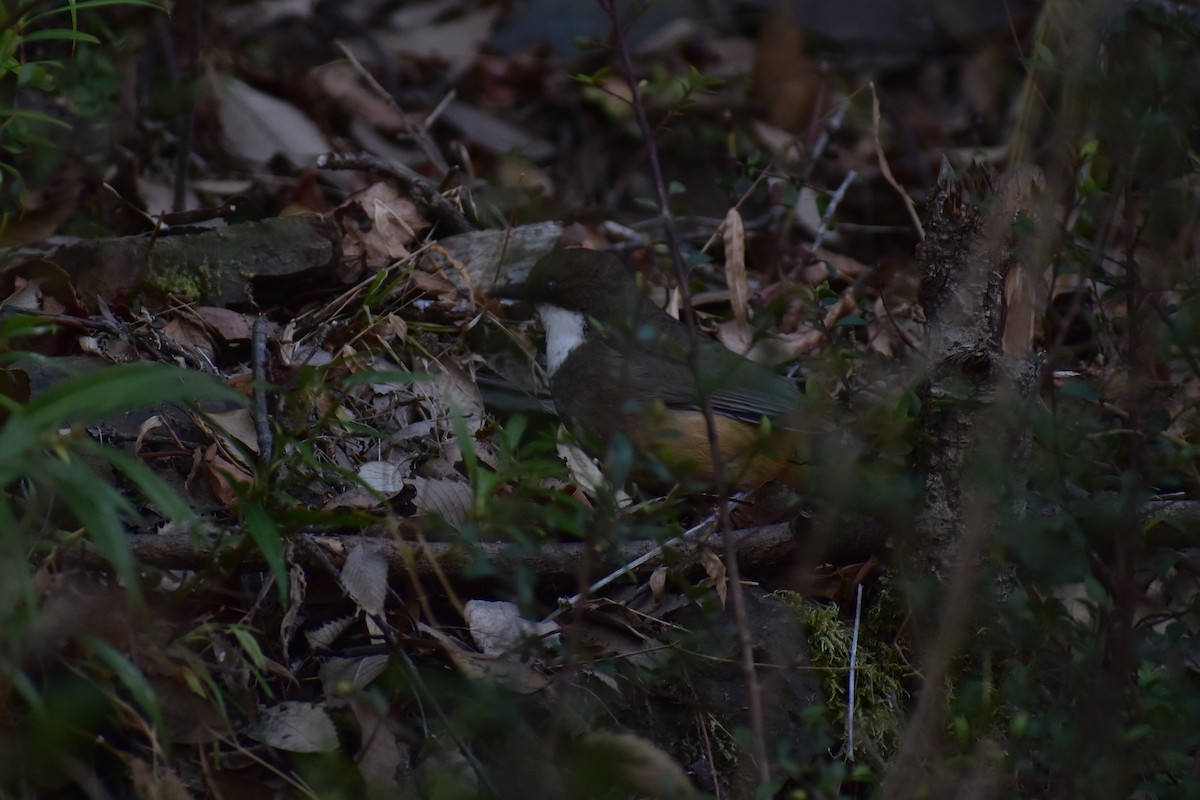 White-throated Laughingthrush - ML307457481