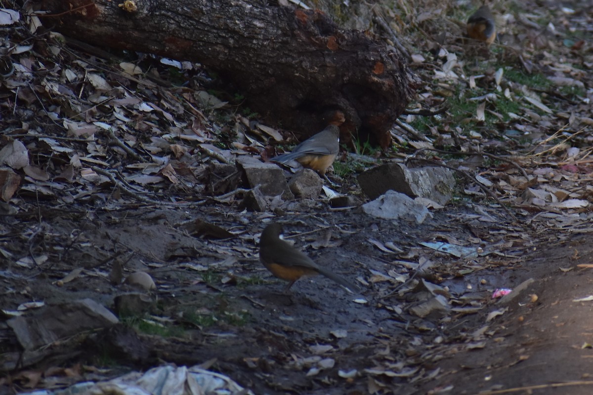 White-throated Laughingthrush - Samakshi Tiwari