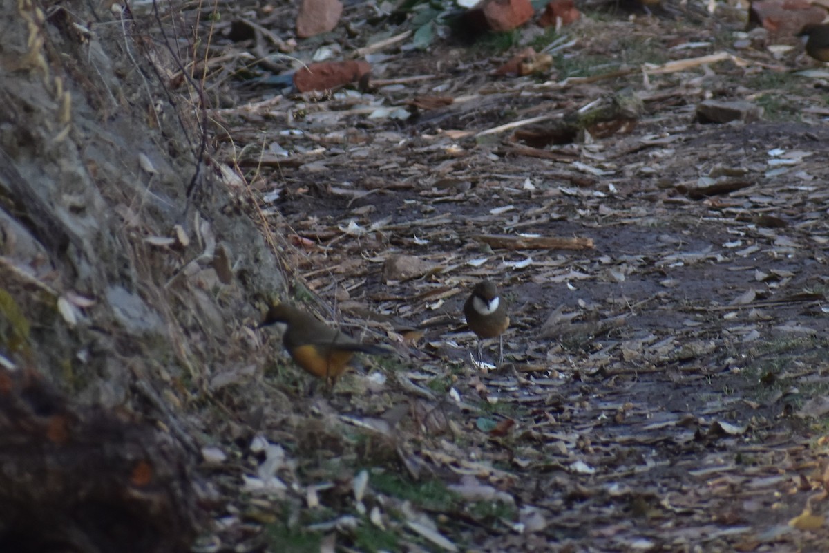 White-throated Laughingthrush - ML307457681