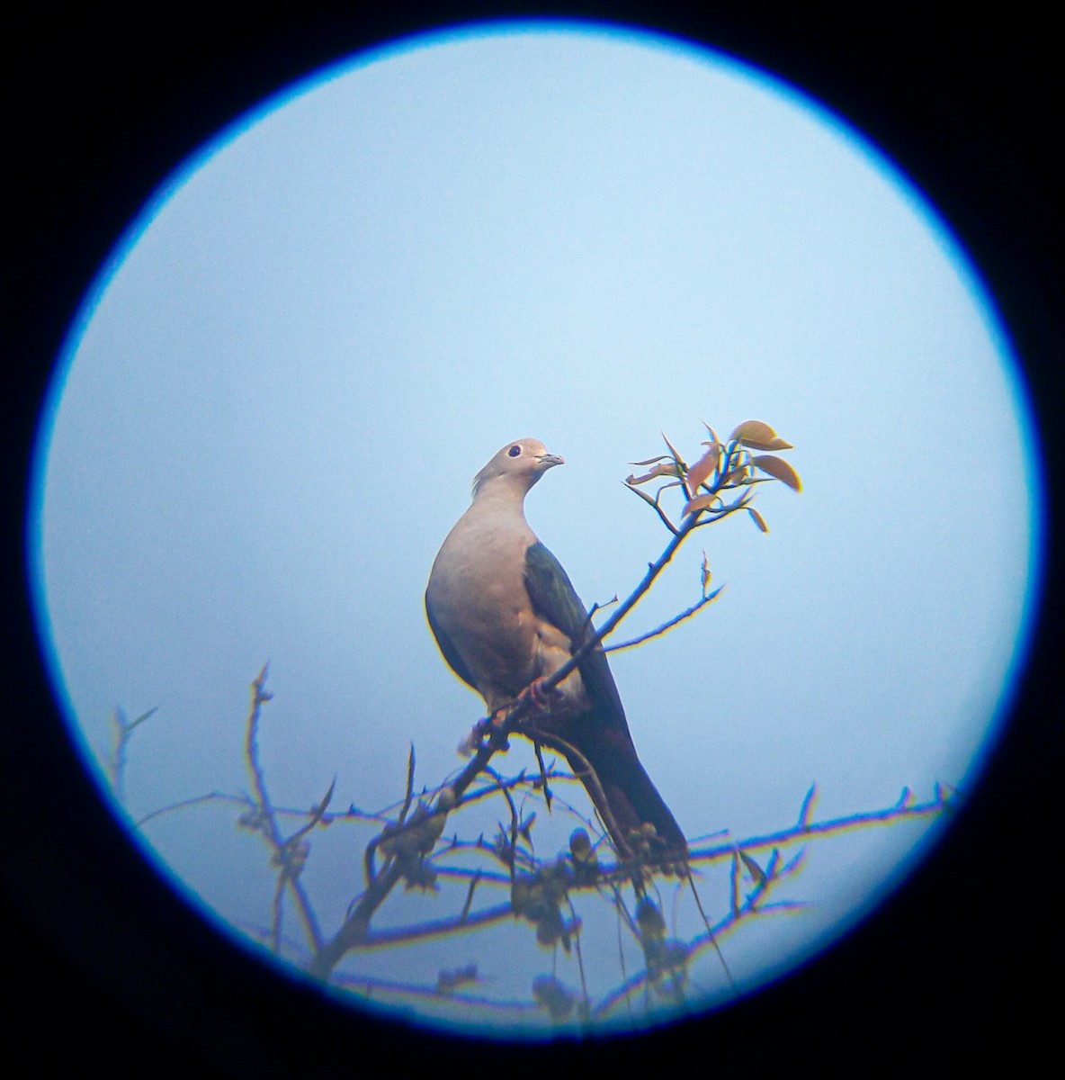 Green Imperial-Pigeon - ML307458031